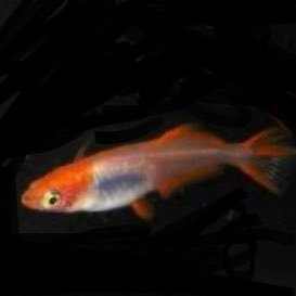 メダカまだまだ初心者ですが繁殖頑張ります😃 15品種ほど飼っています! わからないこともたくさんあるので教えていただきたいですm(__)m メダカ関係の方フォロバさせて頂きます。