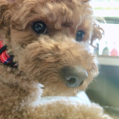 すいっ 歌とのお別れ会 W 歌とはdemonから一緒でほんとに優しくてとても 頼りがいがあった ほんとに大学も 受かってほしい だから 三月になったらまた戻ってきてね 絶対に 大学受験応援してます ๑ ㅂ و あと かずま