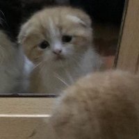 Köle Kedi. (@tatlikediler) 's Twitter Profile