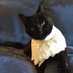 Ruth Bader GinsPurr (@rbginspurr) Twitter profile photo Ruth Bader GinsPurr (@rbginspurr) Twitter profile photo