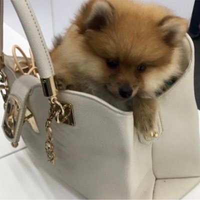 Shui the shoe dog! Follow and pet Shui Pom🐶🐕 SHOP OUR MASKS👇🏻