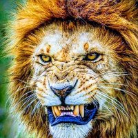 atsenkev (@atsenkev) 's Twitter Profile
