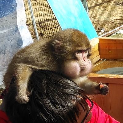 チャコ様 FSD全装備型。 My X(twitter) has never been growing well but