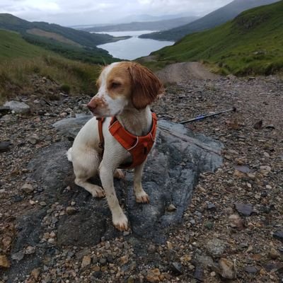 Me and my Spaniel. Compleatist, 3rd time Round, 24 in. Stri (as in Sgurr na Stri) starting hers: 60 to her. Crap Mountaineer & slow Marathon runner. 37 done.