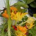 Thorlands Gardens (@thorlandsgarden) Twitter profile photo Thorlands Gardens (@thorlandsgarden) Twitter profile photo