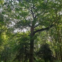 Woods Trees Suffolk(@PaulDic93132611) 's Twitter Profile Photo