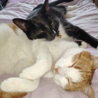 karen💙🏴🇬🇧☕🐱😼 (@kazhazdaz) 's Twitter Profile