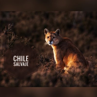 ChileSalvaje_oficial