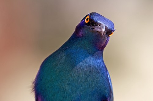 birdingbilly's profile picture. Birder Photographer European