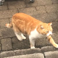 Kitty Qat (@kittyca18601486) 's Twitter Profile Photo Kitty Qat (@kittyca18601486) 's Twitter Profile Photo