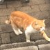 Kitty Qat (@kittyca18601486) Twitter profile photo Kitty Qat (@kittyca18601486) Twitter profile photo