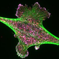 Ernest Iu (@ernest_iu) 's Twitter Profile