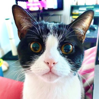 PlayfulXPandora's profile picture. I’m a cat, I do a cute. Sometimes even a blep. Come and join my adventures!