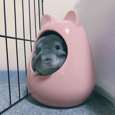 sumiPriKuro's profile picture. 