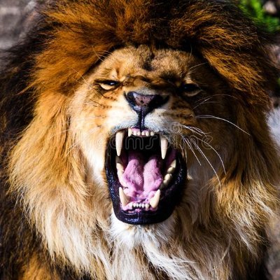 hotako's profile picture. Designer