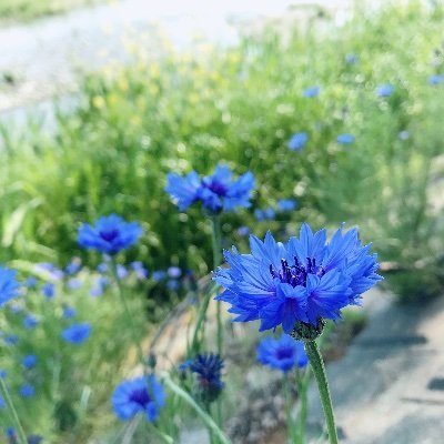 ナナキさんのプロフィール画像