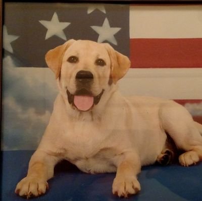 Caretaker of liberty, lover of Labradors. Not here to change opinions. I respond to ensure you realize mine are equally important. No Hate! No DM's or Lists.
