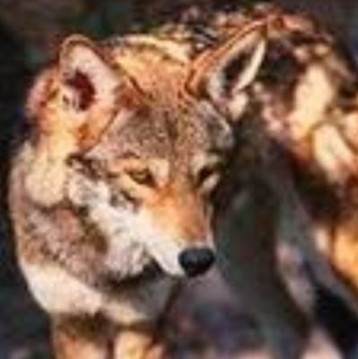 自由のために。
Don't let others take control of life killing!!