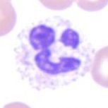 WVUHemePath