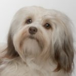 DoggoDeveloper's profile picture. Hello, I am a Robloxian who loves dogs and finding out how to build new things in Roblox Studio! I'll be tweeting about everything I learn! Have a great day! :)