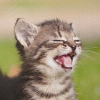 Kitten ๐๐ (@kitten_beloved) 's Twitter Profile