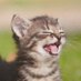 Kitten 💖🐈 (@kitten_beloved) Twitter profile photo Kitten 💖🐈 (@kitten_beloved) Twitter profile photo