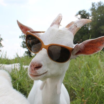 Just a Goat