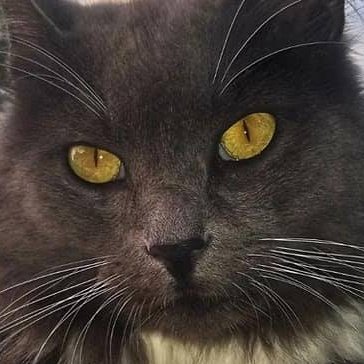 vittone's profile picture. 