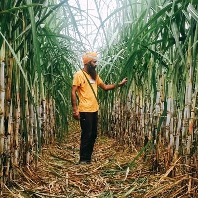 sugercane lovers