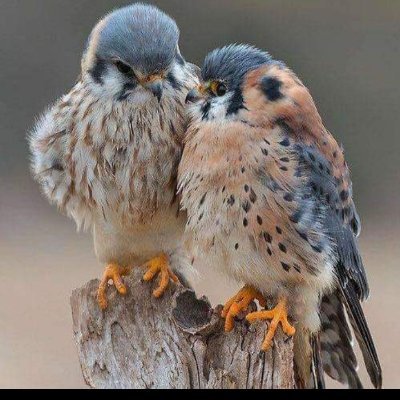 AnulHasan6's profile picture. Honestly and simple living High thinking