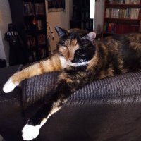 Neri K (@nerikdesign) 's Twitter Profile