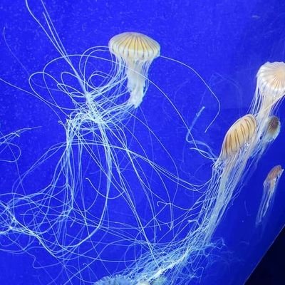 MickeyJ77897623's profile picture. I do not buy or sell.  Open to DM  video chats and fun