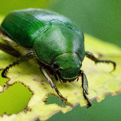 首都圏の身近な昆虫を中心に撮影しています。お暇な時にご覧ください。
📷生物写真/昆虫/野鳥/OM-D EM-1mk2/農大卒/生物分類技能検定3級/システムエンジニア(IPA:FE/AP/DB/NW/SC)