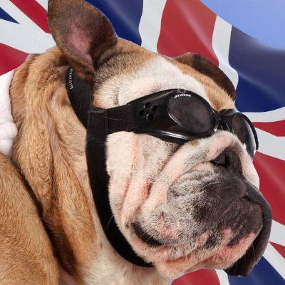 Libertarian, Leicester Tigers and Foxes supporter. Self-employed. More Bognor than Brighton. Bore me, and I'll mute you.