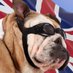 ChrisR 🇺🇦 🏴 🇬🇧 🇮🇱 🏴☠️ 🦊 🐯 (@chris_2000) Twitter profile photo ChrisR 🇺🇦 🏴 🇬🇧 🇮🇱 🏴☠️ 🦊 🐯 (@chris_2000) Twitter profile photo