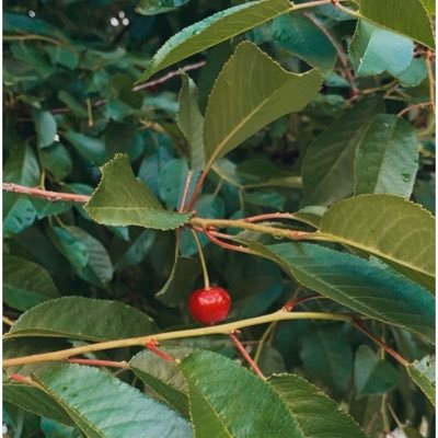 ishams_4's profile picture. 