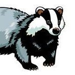 Drumpark Badgers Profile