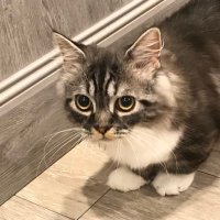 みつとも (@mitsutomor) 's Twitter Profile