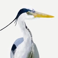 Every Heron 𓅣 𓅻💙(@every_heron) 's Twitter Profile Photo