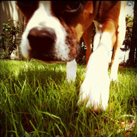 MileyTheBoxer's profile picture. i like pretending im a human. hugging my mom. singing with grandpa. stealing grandmas seat. and eating aunt casies care bears. i make isaac bark.