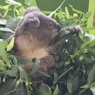 JessieResists's profile picture. literally a tiny blue spot in a deep red state.