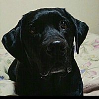 黒ラブ (@s_kstn) Twitter profile photo