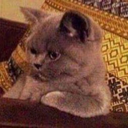 cosinus03's profile picture. 21 | University of Warwick