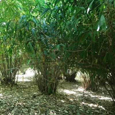 The bamboo people. Bringing the bamboo revolution to Kenya through the 'Gated community of forests' concept, engaging out-growers and landscape restoration