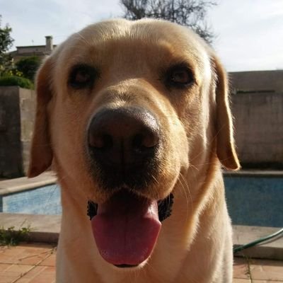 joancarralero's profile picture. 