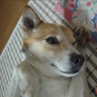 風林 ジロウ (@furinjirou) Twitter profile photo