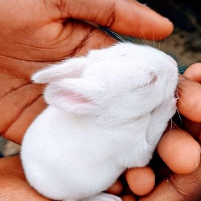 EguaojeJoy's profile picture. Law Student // obsessed with data protection and privacy // tech enthusiast// founder of ARiThmetic Initiative.
https://t.co/Q2jtsMOQSE