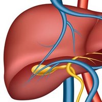 St George's Hospital Hepatology (@stghepatology) 's Twitter Profile Photo St George's Hospital Hepatology (@stghepatology) 's Twitter Profile Photo
