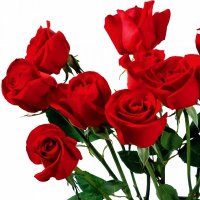 Yağmur Aydın 🌸 (@ogrencaffi2020) 's Twitter Profile Photo Yağmur Aydın 🌸 (@ogrencaffi2020) 's Twitter Profile Photo
