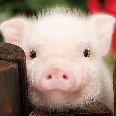 barbiepirozzi's profile picture. quella nella foto sono io✨